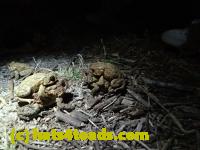 /home//u458753944/public_html/sourcegallery//Roxborough Toad Detour/2013-2019/2017/P4110712.JPG